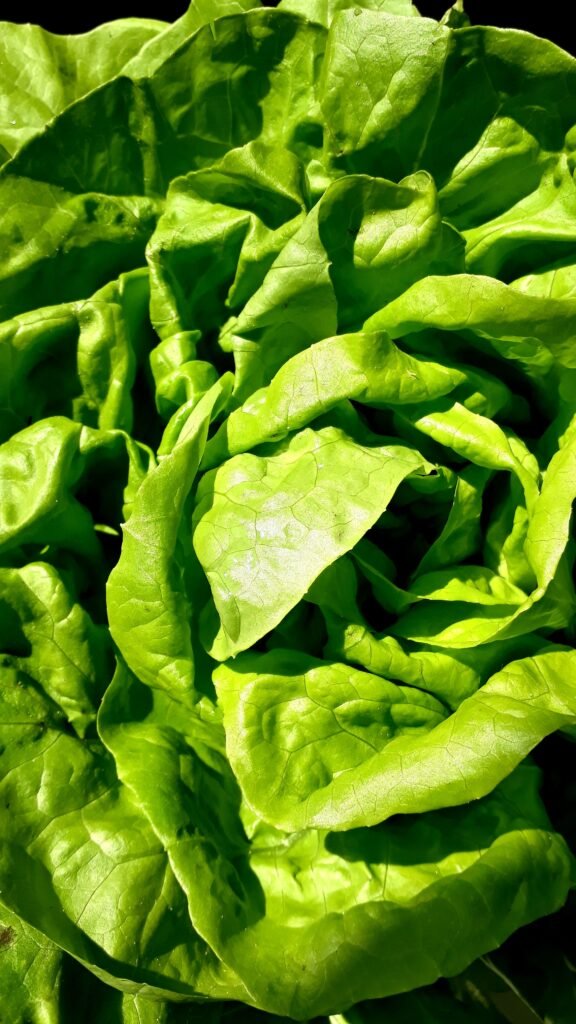 Exploring the Rise of Plant Based Wellness Trends